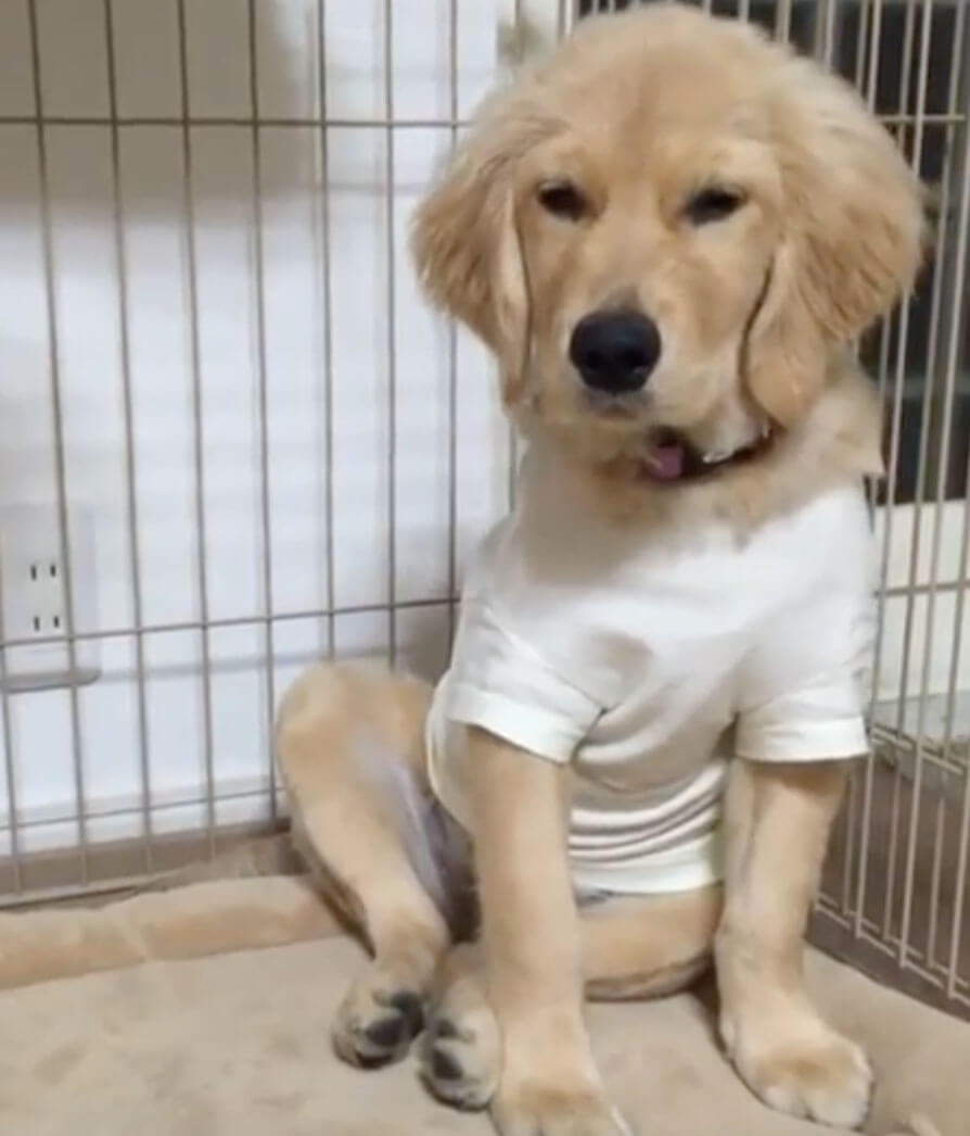 ゴールデンレトリーバー,動画