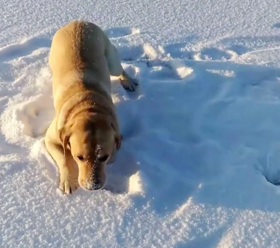 ラブラドールレトリーバー,動画