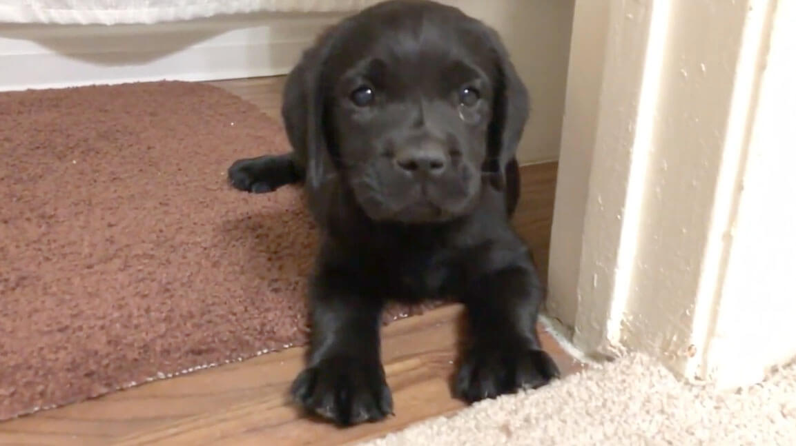 ラブラドールレトリーバー,動画