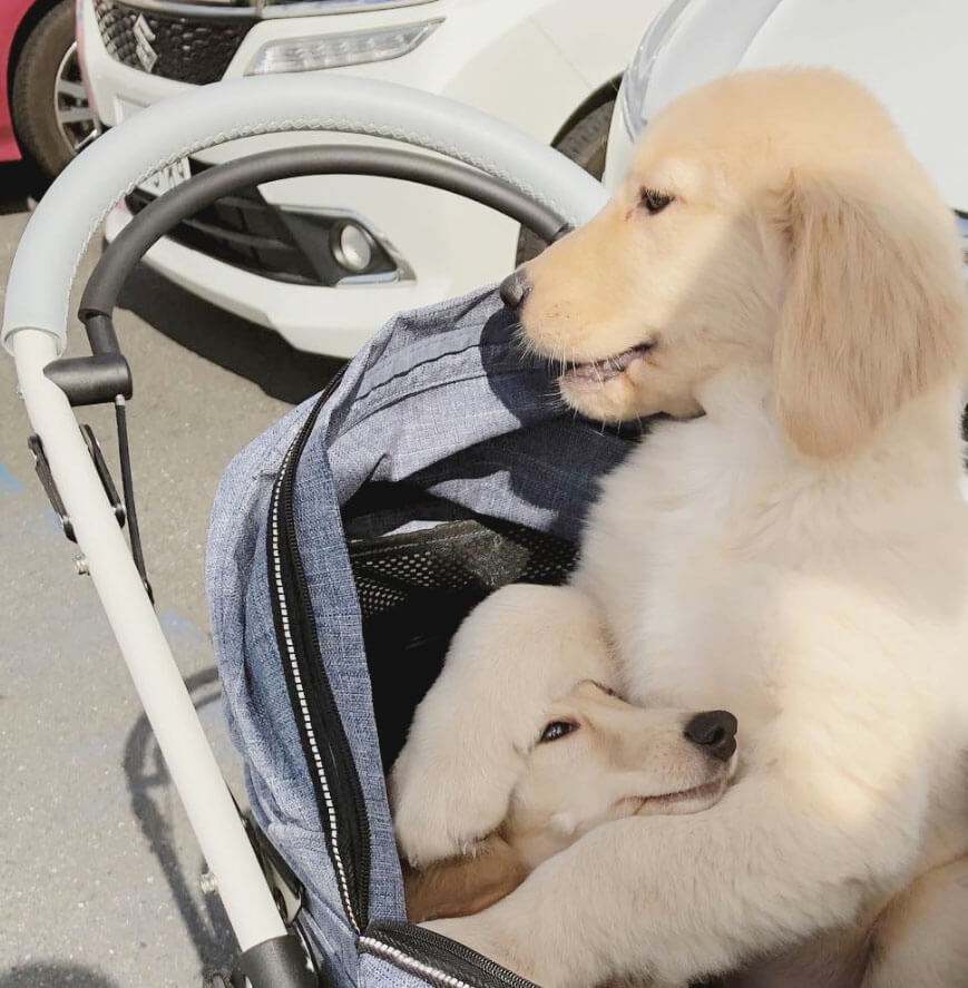 ゴールデンレトリーバー,動画