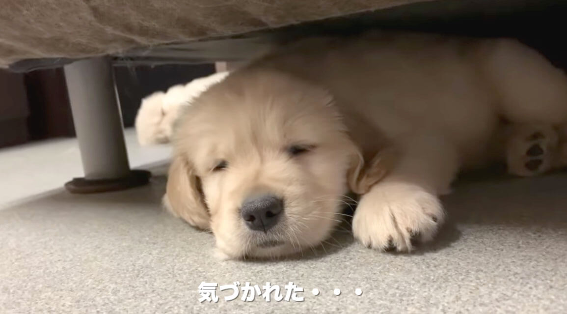 ゴールデンレトリーバー,動画
