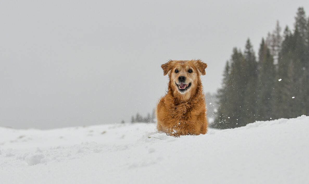 レトリーバー,雪遊び