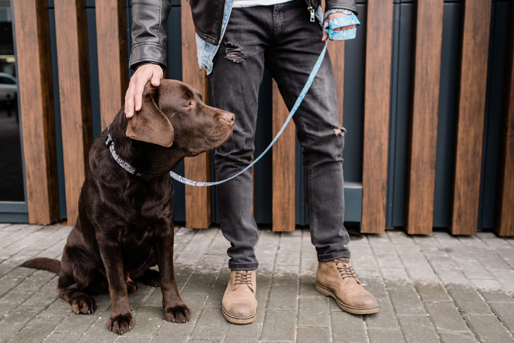 レトリーバー,初詣