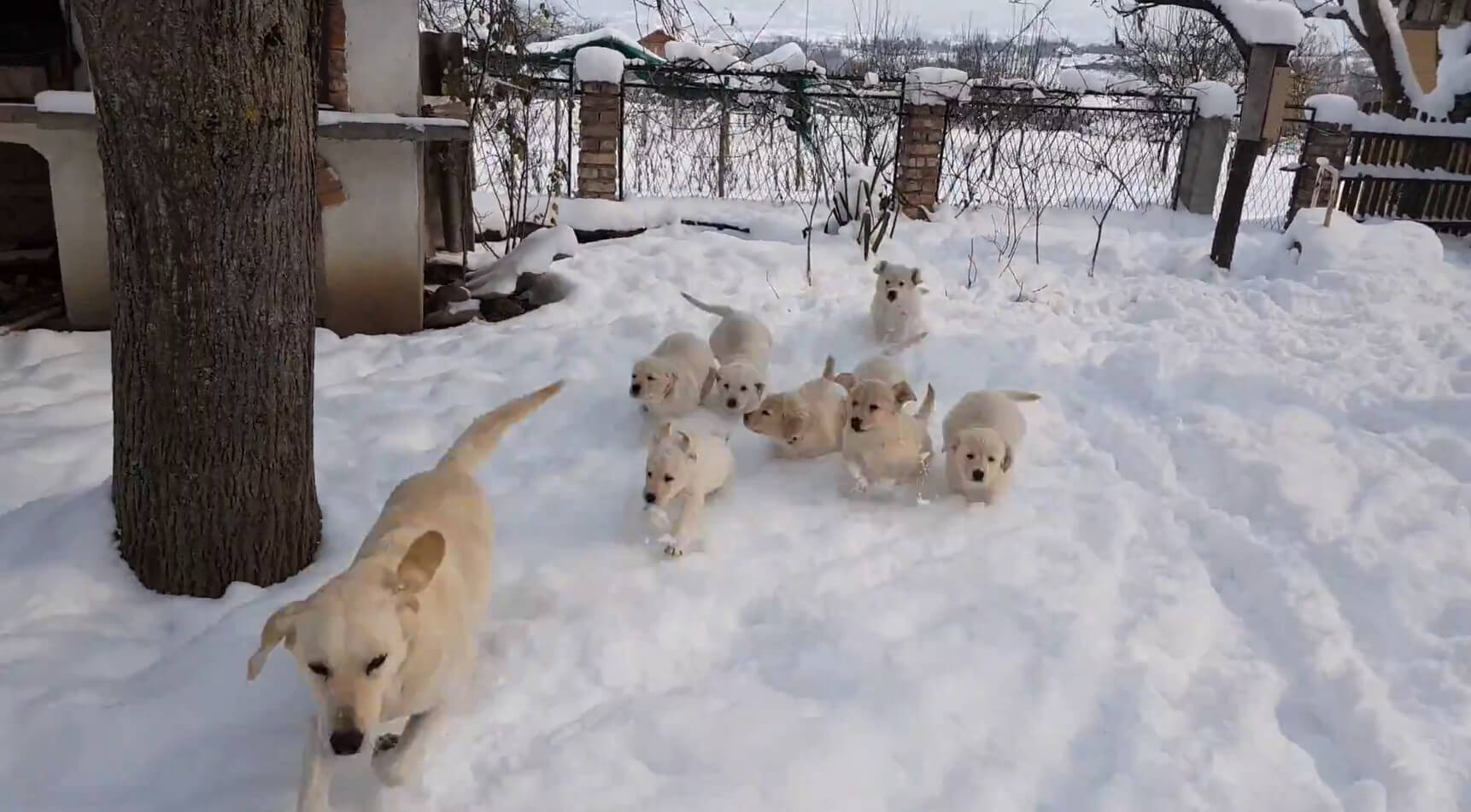 ラブラドールレトリーバー,動画