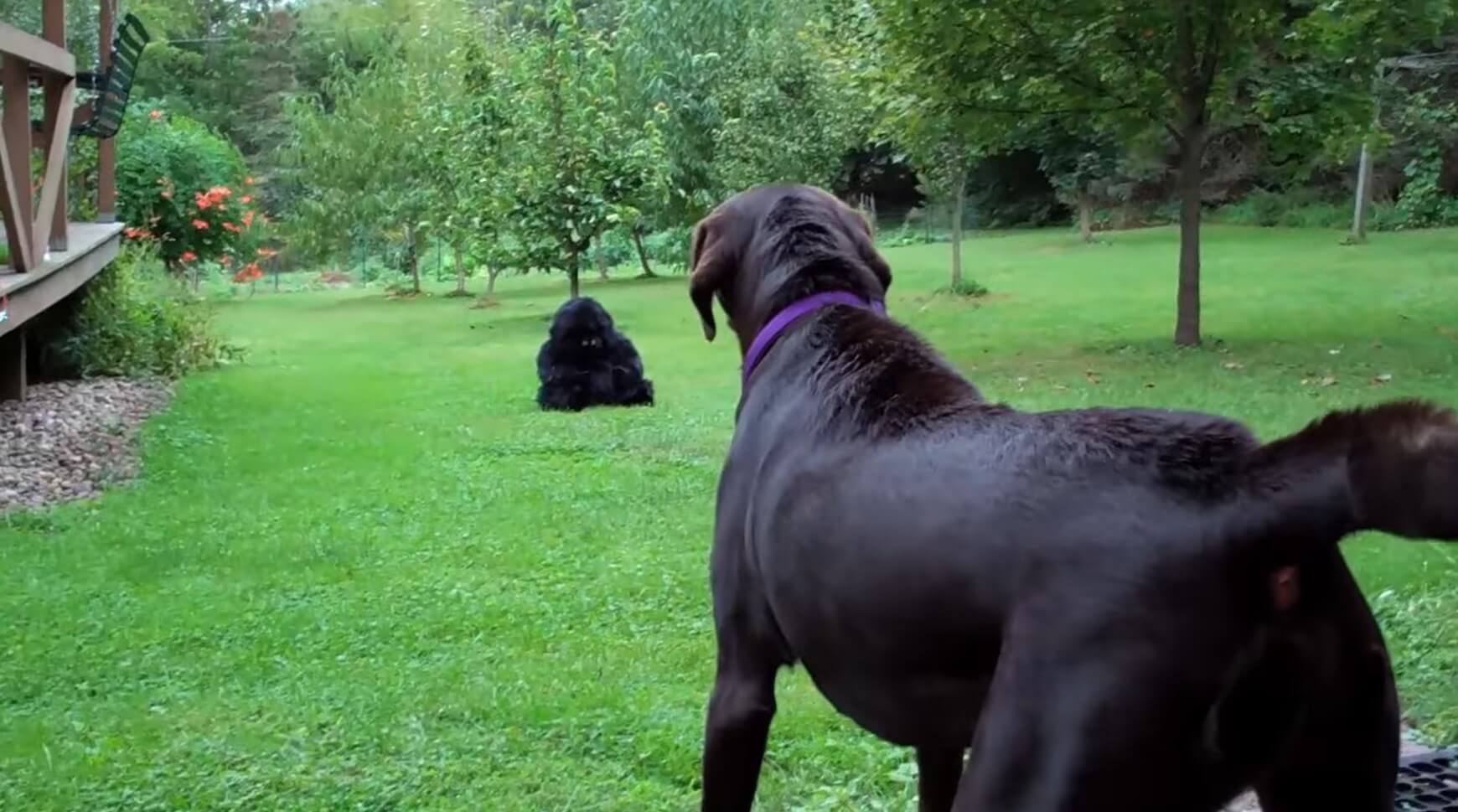 ラブラドールレトリーバー,動画