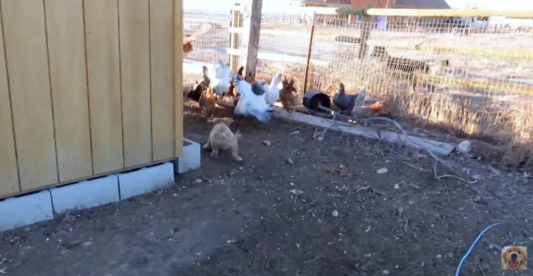 ゴールデンレトリーバー,動画