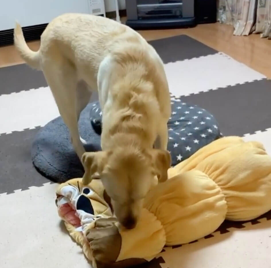 ラブラドールレトリーバー,ゴールデンレトリーバー,動画