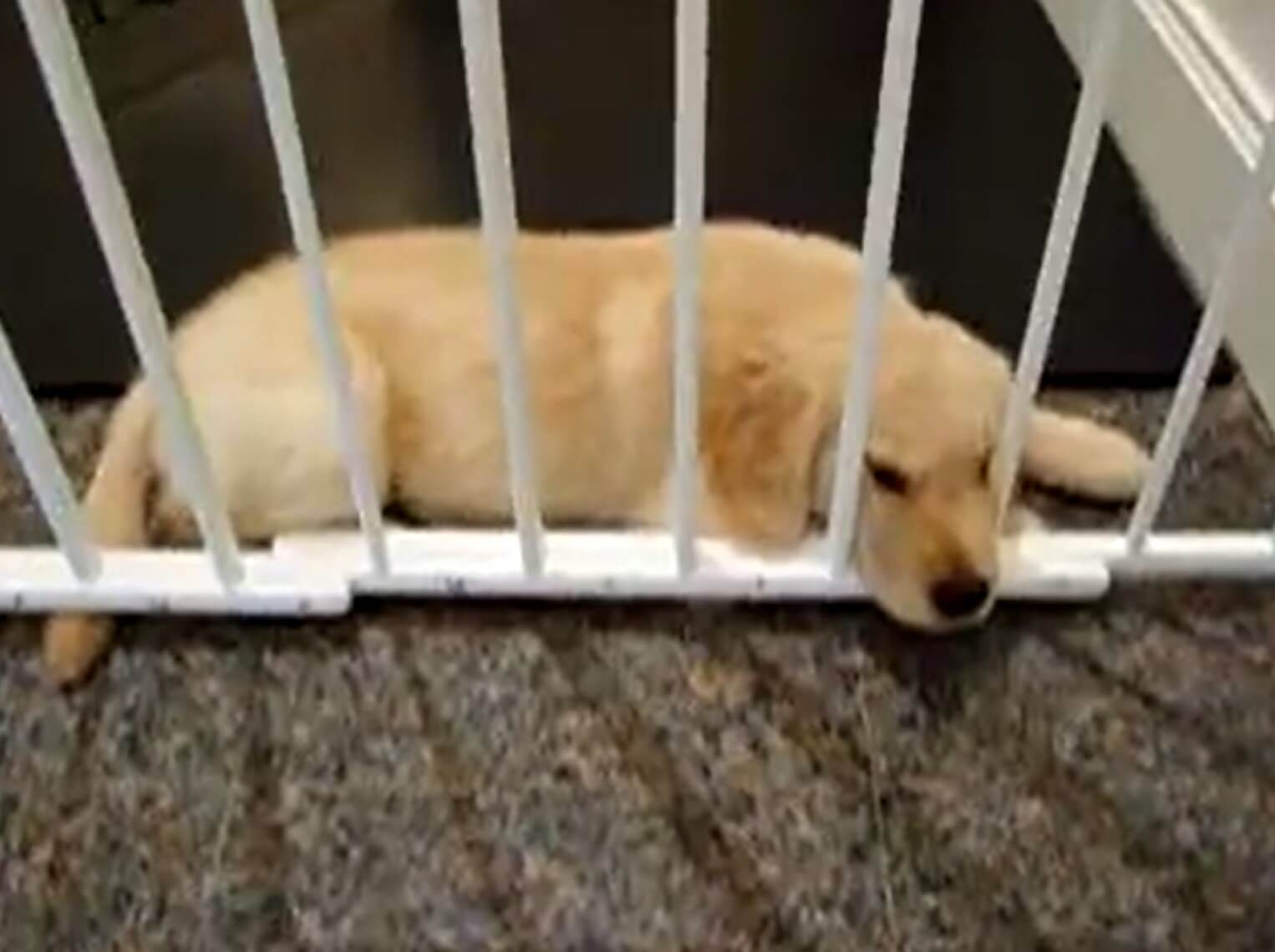 ゴールデンレトリーバー,動画