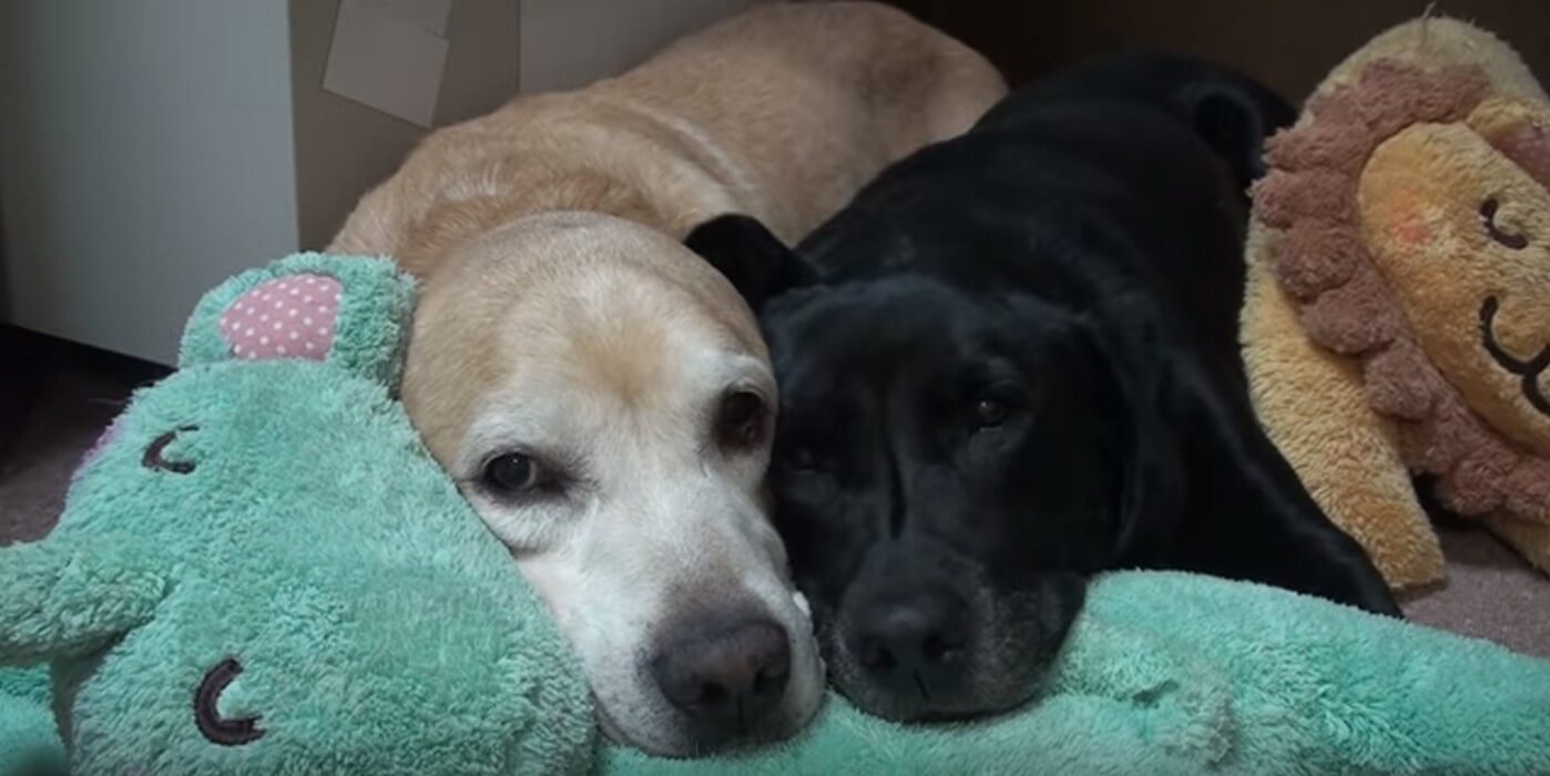 ラブラドールレトリーバー,動画