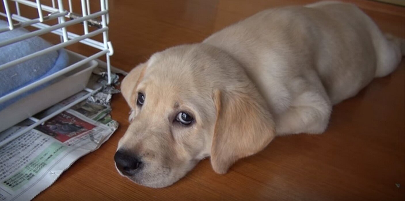 ラブラドールレトリーバー,動画