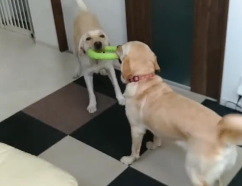 ラブラドールレトリーバー,動画