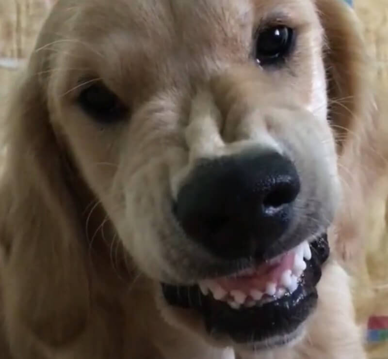 ゴールデンレトリーバー,動画