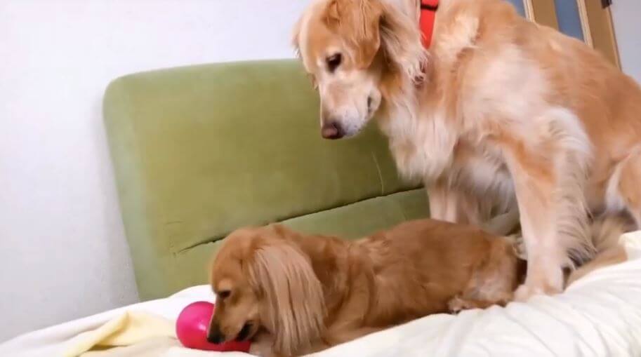 ゴールデンレトリーバー,動画