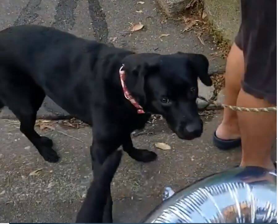 ラブラドールレトリーバー,動画