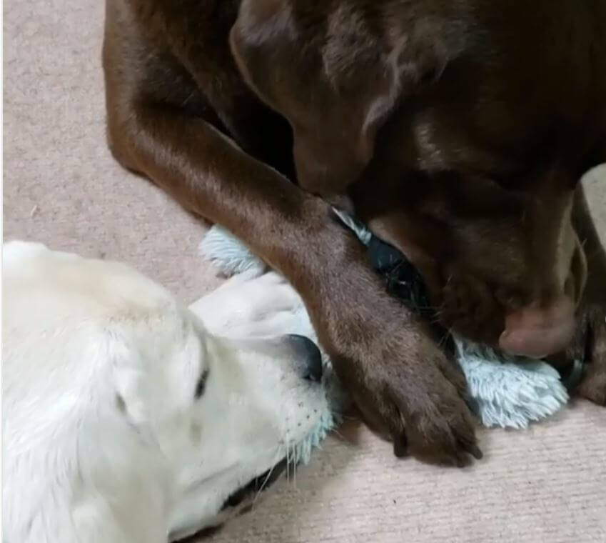 ラブラドールレトリーバー,動画