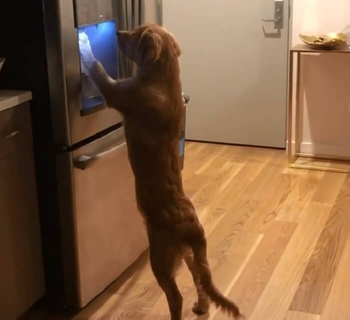 ゴールデンレトリーバー,動画