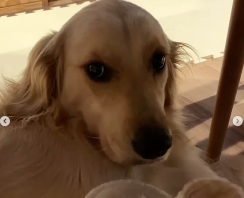 ゴールデンレトリーバー,動画