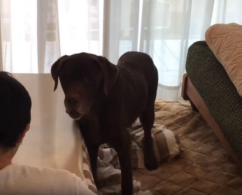 ラブラドールレトリーバー,動画