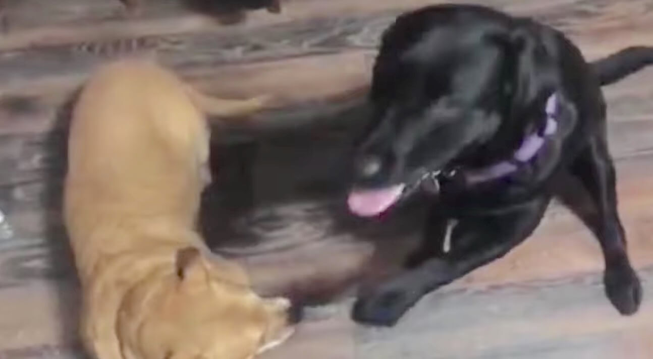 ラブラドールレトリーバー,動画