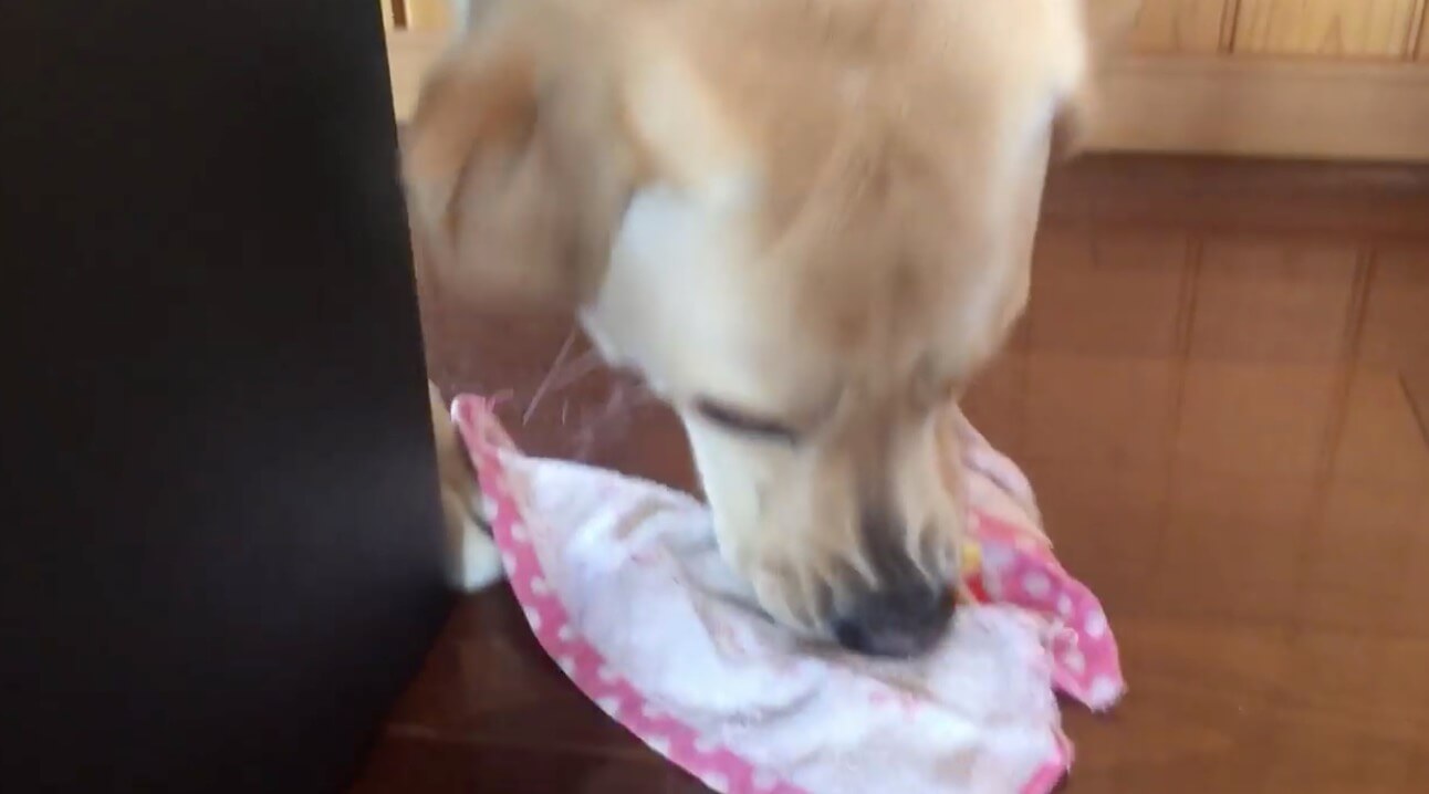 ラブラドールレトリーバー,動画