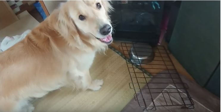 ゴールデンレトリーバー,動画