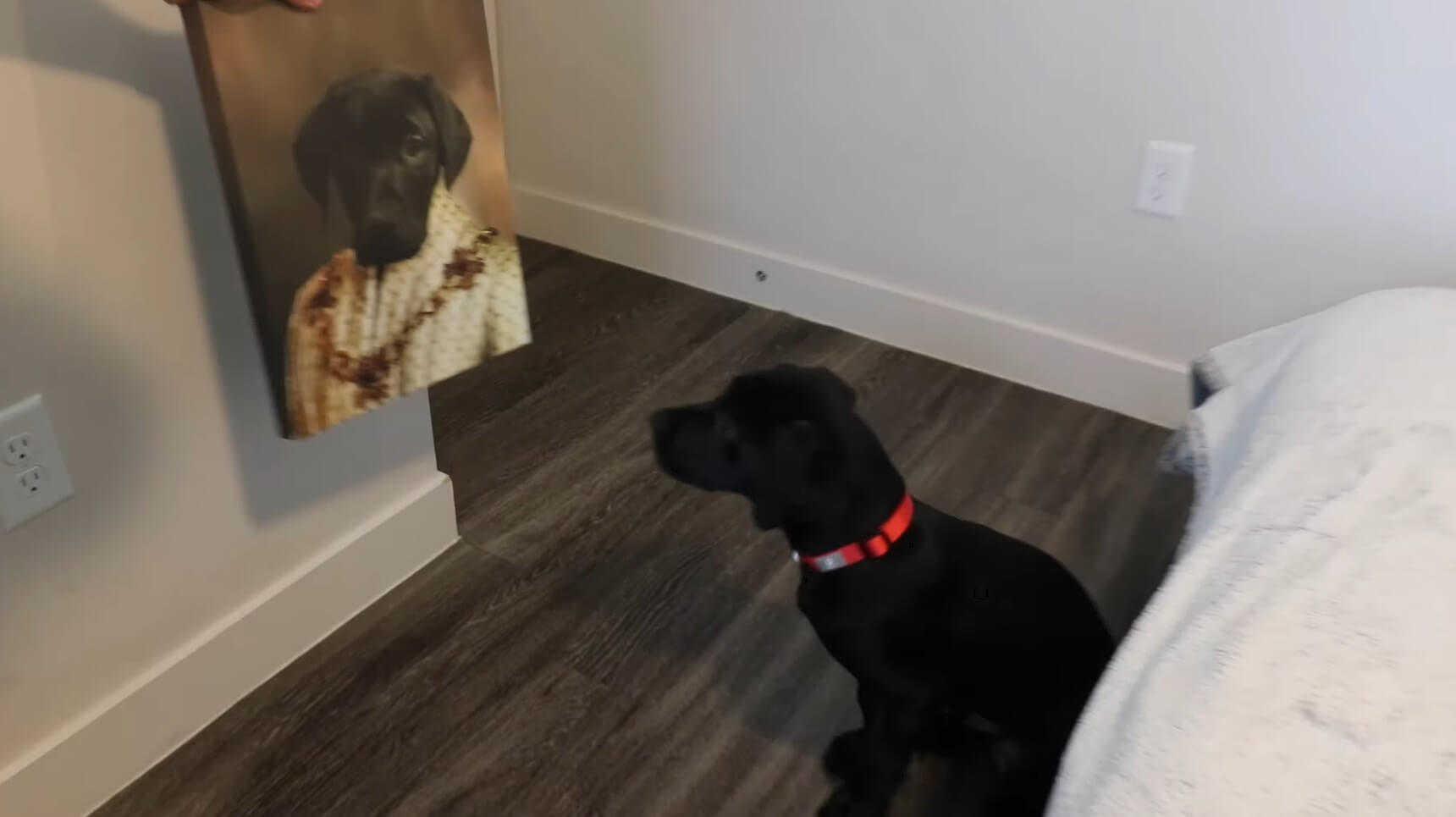 ラブラドールレトリーバー,動画