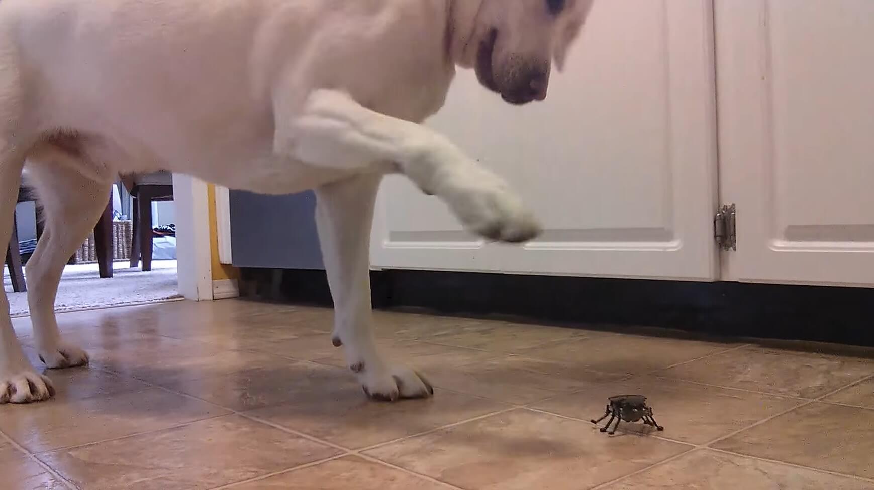 ラブラドールレトリーバー,動画