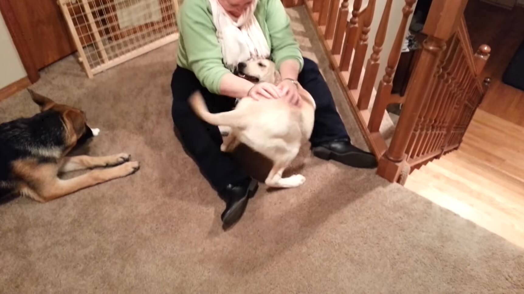 ラブラドールレトリーバー,動画