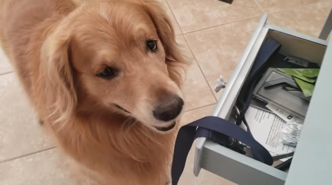 ゴールデンレトリーバー,動画