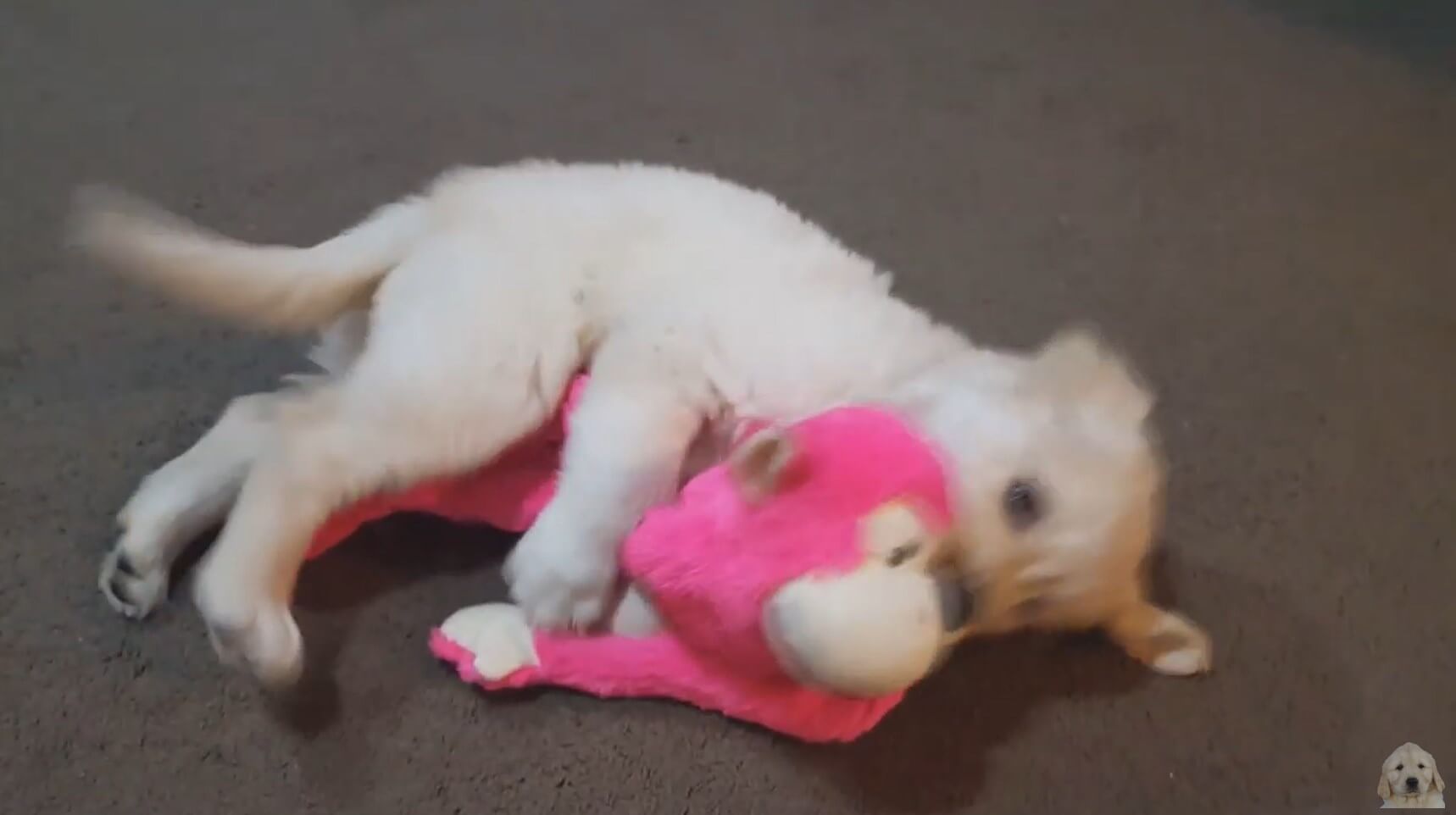 ゴールデンレトリーバー,動画