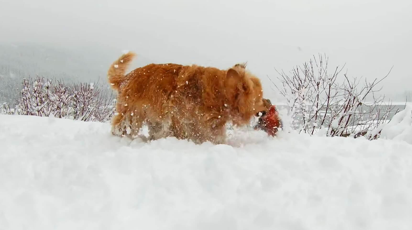 ゴールデンレトリーバー,動画
