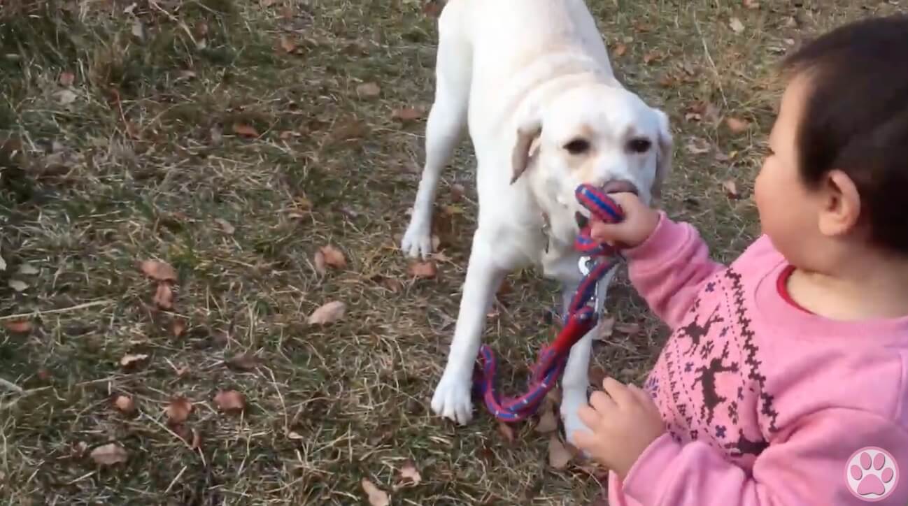 ラブラドールレトリーバー,動画