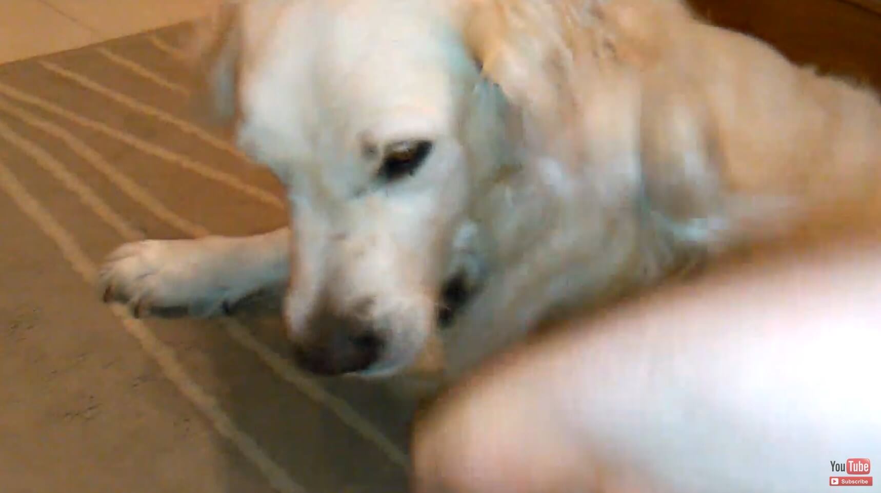 ゴールデンレトリーバー,動画