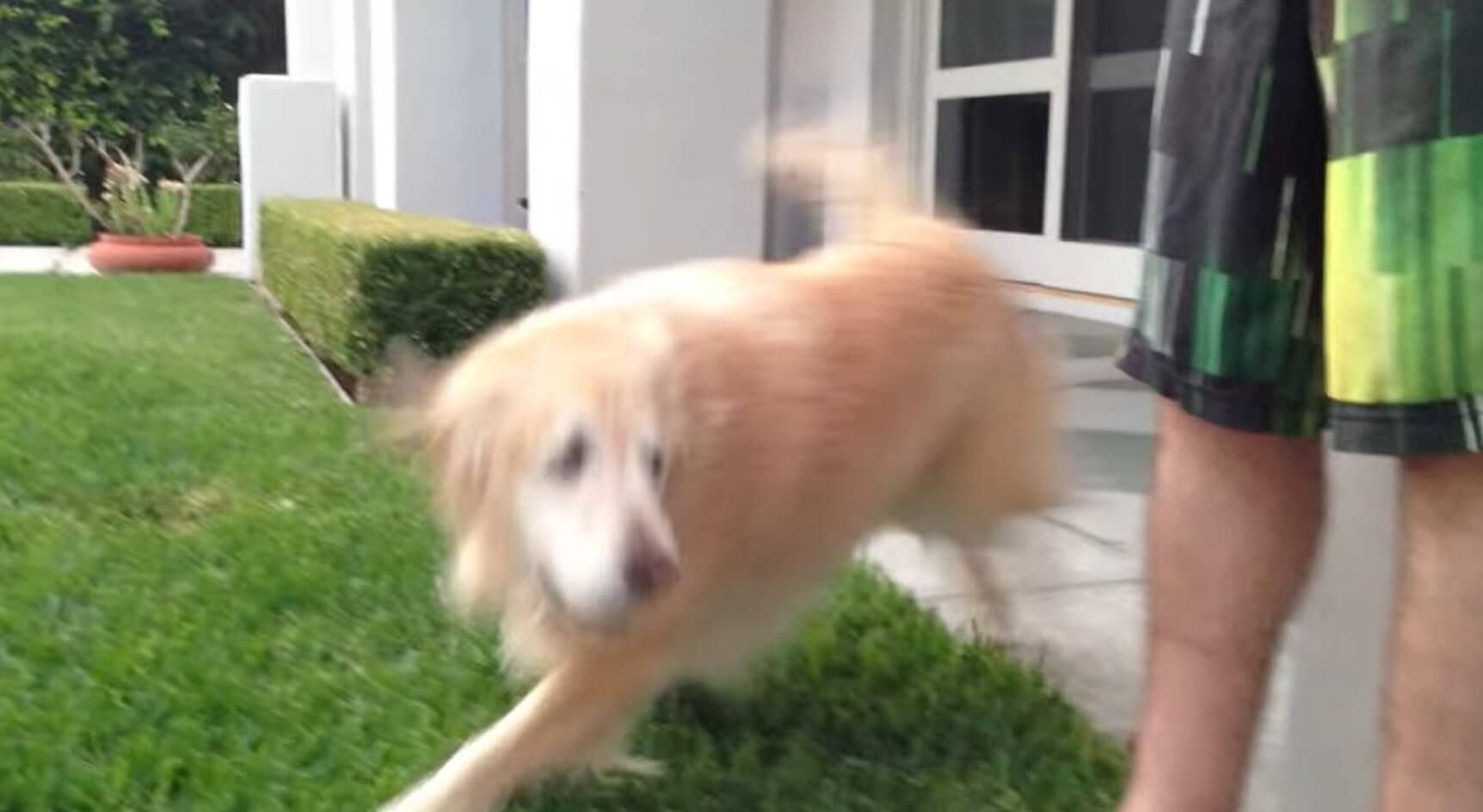 ゴールデンレトリーバー,動画