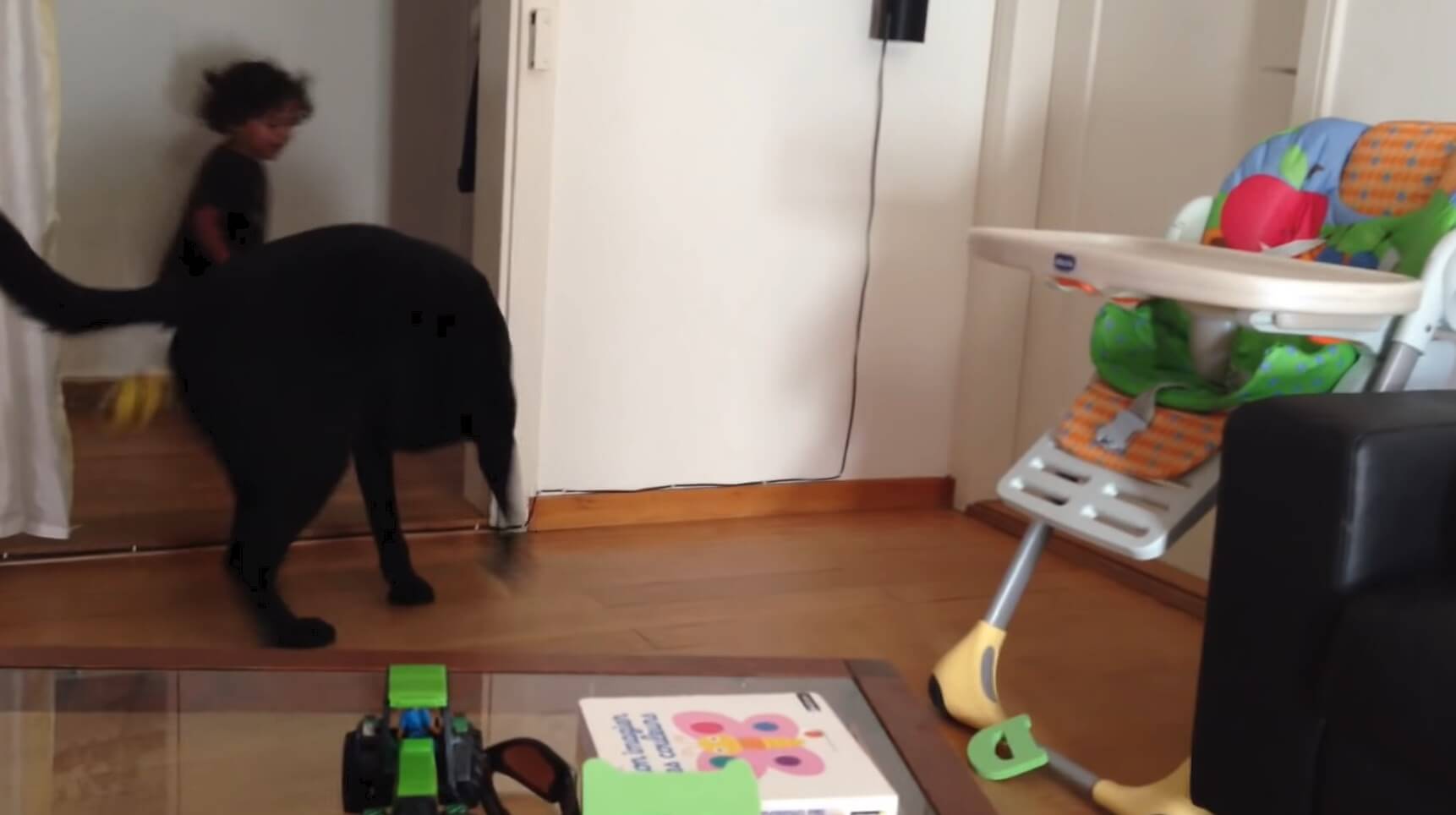 ラブラドールレトリーバー,動画