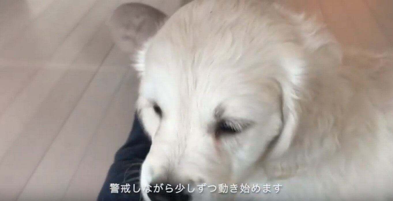 ゴールデンレトリーバー,動画