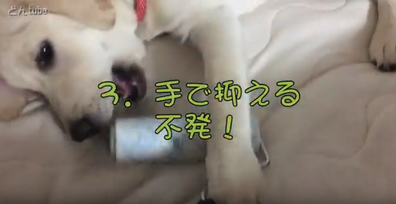 ラブラドールレトリーバー,動画