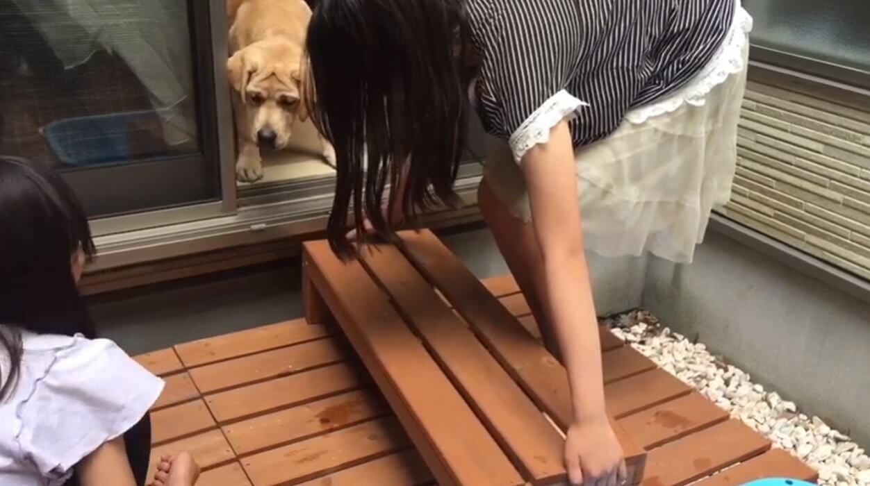 ラブラドールレトリーバー,動画