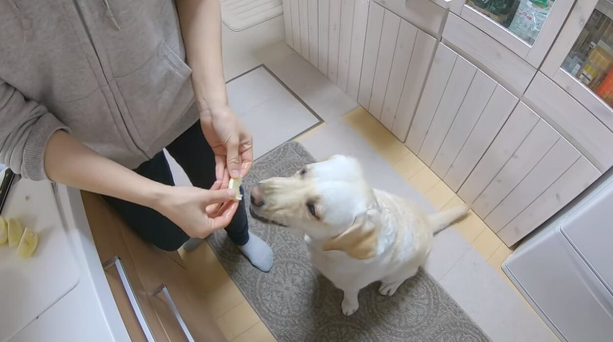 ラブラドールレトリーバー,動画