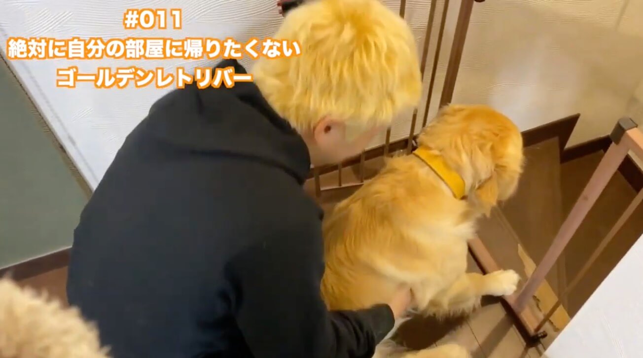 ゴールデンレトリーバー,動画