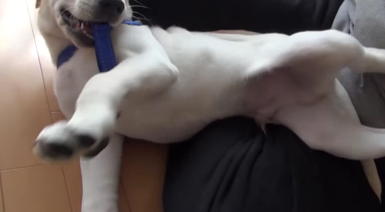 ラブラドールレトリーバー,動画