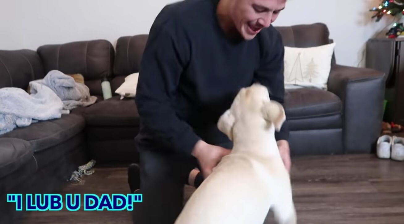 ラブラドールレトリーバー,動画