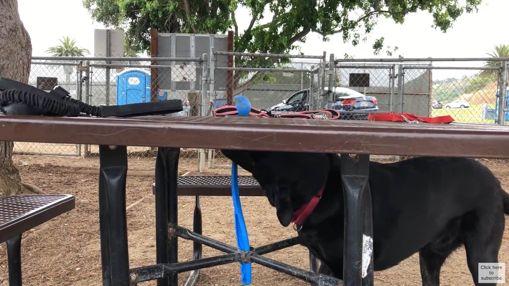 ラブラドールレトリーバー,動画