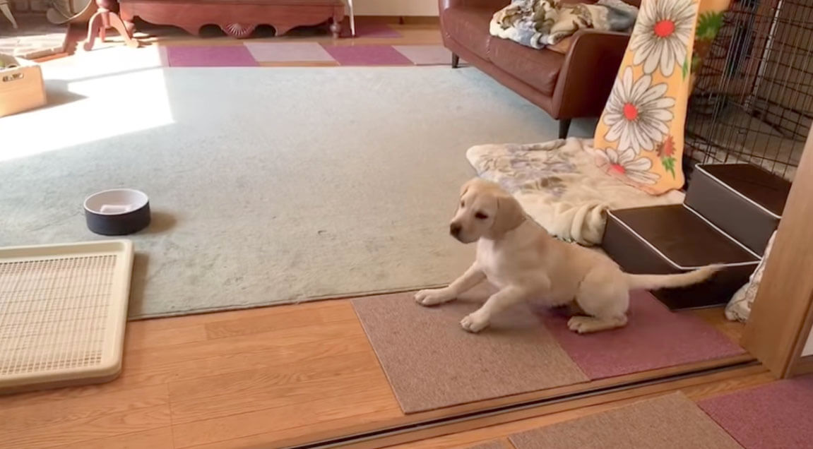 ラブラドールレトリーバー,動画