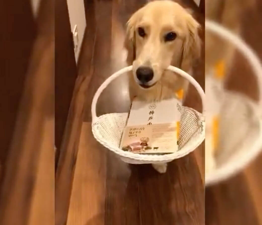 ゴールデンレトリーバー,動画