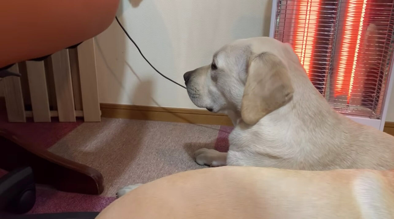 ラブラドールレトリーバー,動画