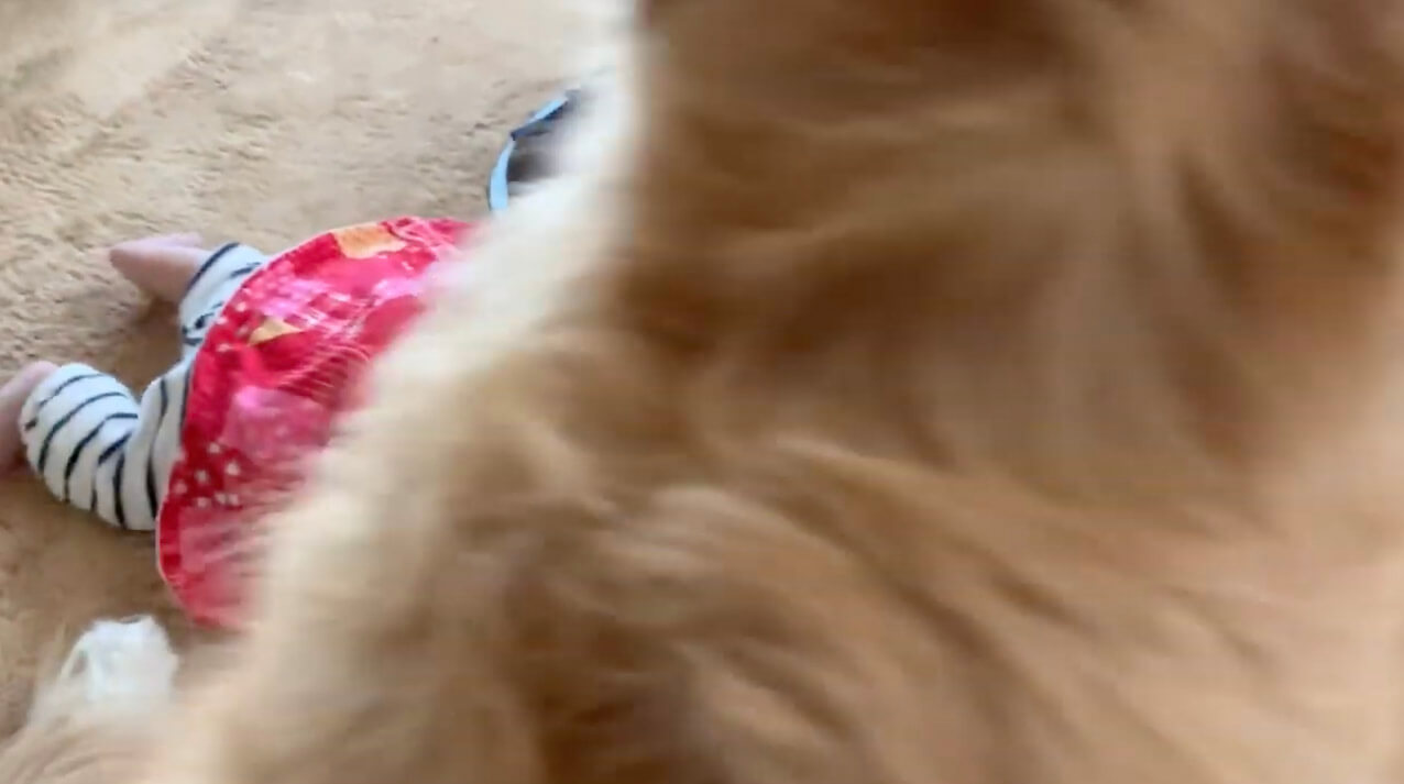 ゴールデンレトリーバー,動画