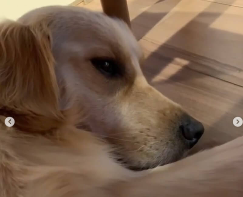 ゴールデンレトリーバー,動画