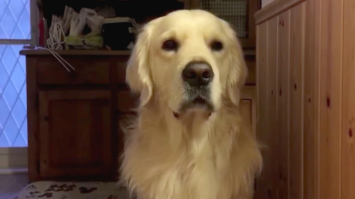 ゴールデンレトリーバー,動画