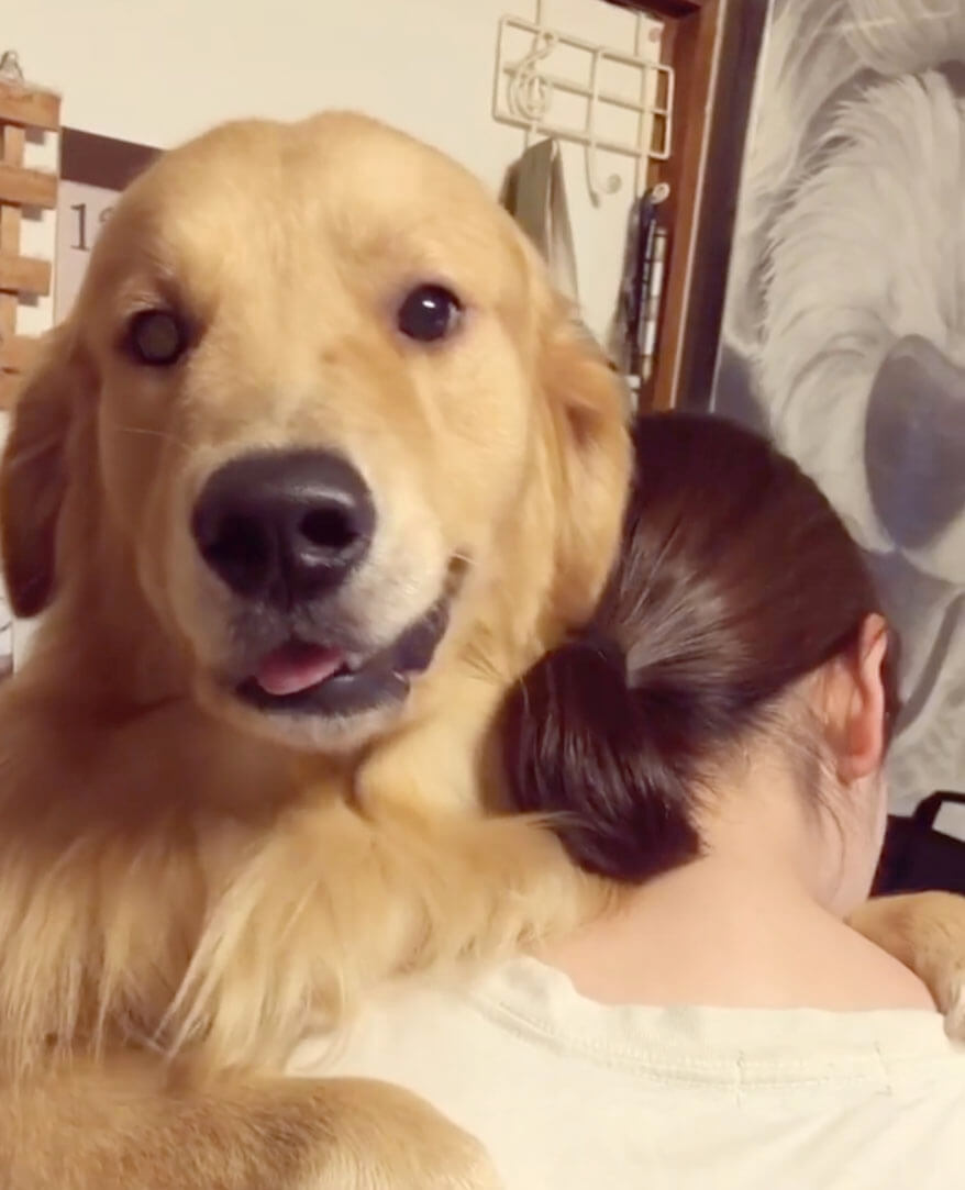 ゴールデンレトリーバー,動画